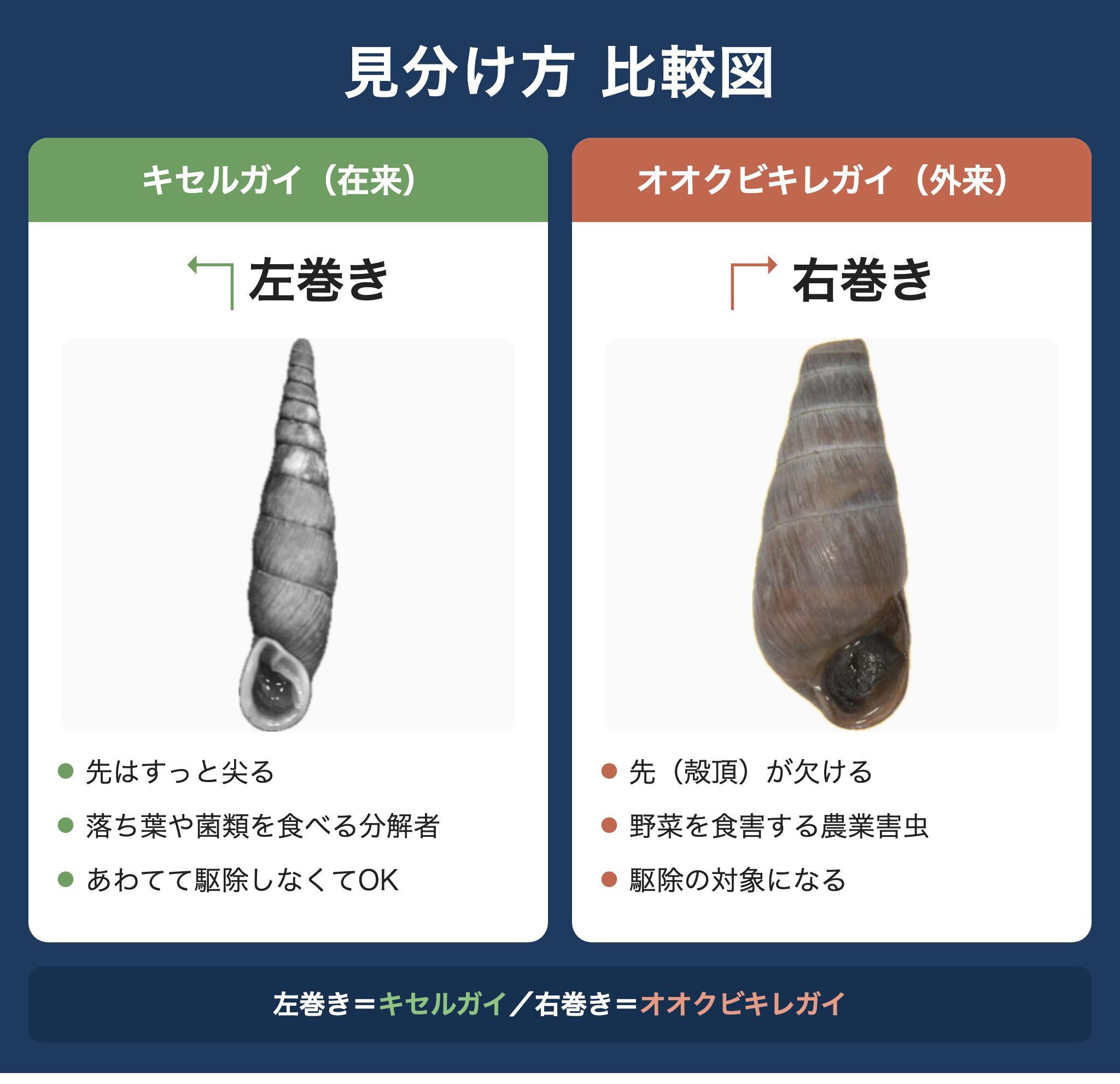 キセルガイは左巻き・オオクビキレガイは右巻きで先が欠ける、という見分け方の比較図